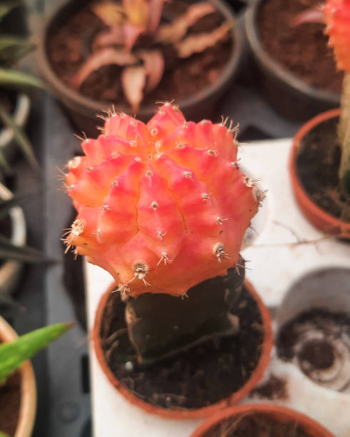 istock Colorful small cactus in small pots 1481348015