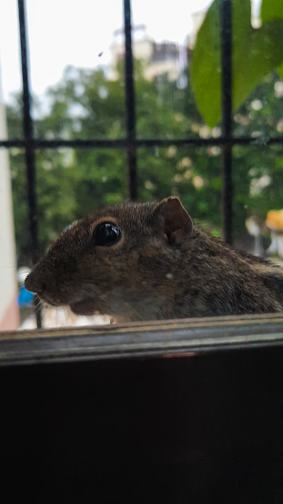 Small squirrel looking through a glass of a window in india