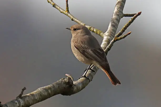 28 march 2023, Basse Yutz, Yutz, Thionville Portes de France, Moselle, Lorraine, Grand Est, France. It's the end of winter. In a public park, a female Black Redstart perched on a still bare branch of a tree. The bird is in profile and looks ahead. You can see the orange-red underside of its tail.