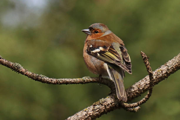 istock Pinson des arbres - Common Chaffinch (Fringilla coelebs). 1481348274