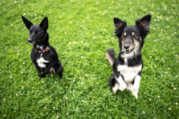 Dogs sitting on grass at public park