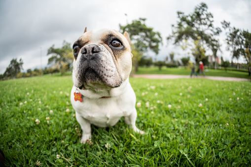 Bulldog sitting on grass at public park