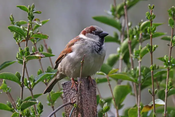 29 march 2023, Basse Yutz, Yutz, Thionville Portes de France, Moselle, Lorraine, Grand Est, France. It's spring. In the garden, a male House Sparrow has perched on a metal stake. It is surrounded by the tender green foliage of a hedge.