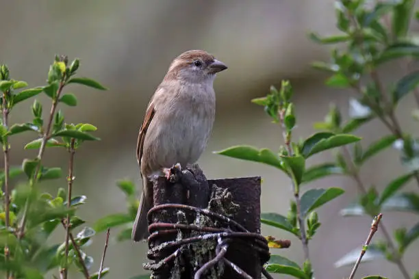 29 march 2023, Basse Yutz, Yutz, Thionville Portes de France, Moselle, Lorraine, Grand Est, France. It's spring. In the garden, a female House Sparrow landed on a metal fence post. Some tender green leaves of a hedge surround it. The bird looks away.