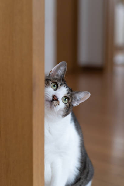 istock cat sitting by the door 1481348662
