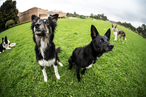 Dogs sitting on grass at public park