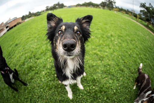 Portrait of a border coille dog sitting at public park