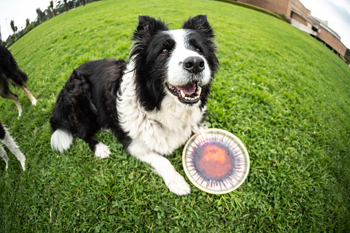 Border collie lying down on grass at public park
