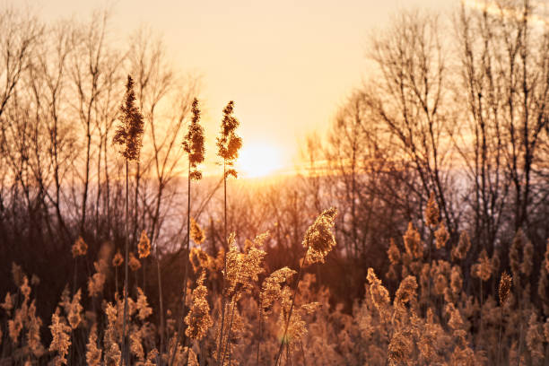 istock A valley of dry reeds at sunset. Spring theme. Close-up 1481348850