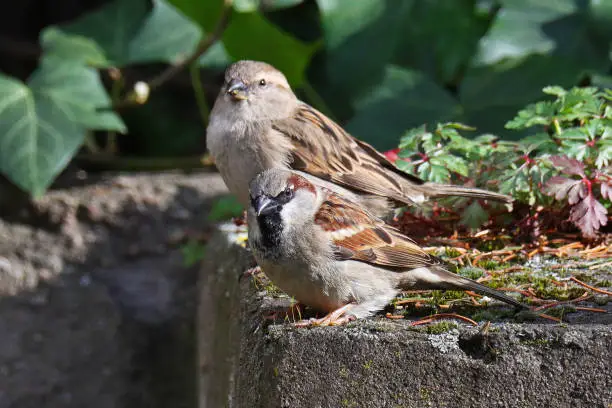 30 march 2023, Basse Yutz, Yutz, Thionville Portes de France, Moselle, Lorraine, Grand Est, France. It's spring. In the garden, a couple of House Sparrow landed on a low wall. The male is in the foreground, on the edge, the female is behind him.