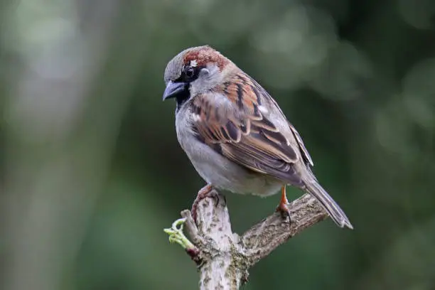 31 march 2023, Basse Yutz, Yutz, Thionville Portes de France, Moselle, Lorraine, Grand Est, France. It's spring. In the garden, a male House Sparrow has landed on the pruned branches of a tree. The bird is from behind, but he is looking towards the lens. We can see in its plumage, below the eye, a tick.