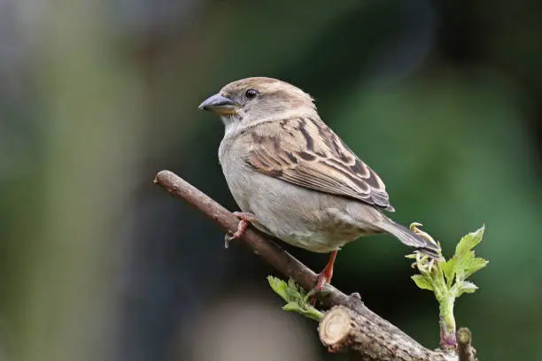 31 march 2023, Basse Yutz, Yutz, Thionville Portes de France, Moselle, Lorraine, Grand Est, France. It's spring. In the garden, a female House Sparrow perched on the trimmed branches of a tree. The bird is in profile and looking away. The duller plumage of the female is however more contrasted on the upperwing.