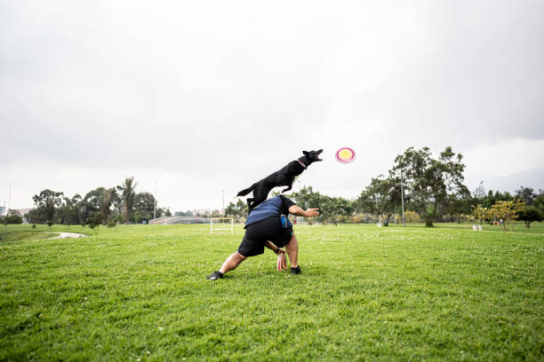 istock Animal trainer man teaching tricks for dog at public park 1481349673