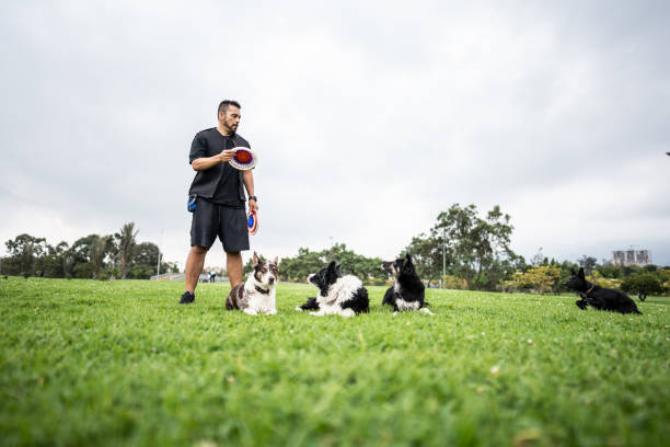 istock Animal trainer man teaching tricks for dog at public park 1481349689