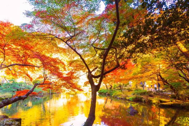 istock Autumn Colours near Chiba 1481349697
