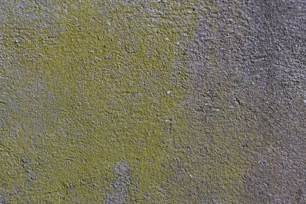 Vieux crépis cimenté & algue unicellulaire - Old cement plaster & unicellular algae. 28 march 2023, Basse Yutz, Yutz, Thionville Portes de France, Moselle, Lorraine, Grand Est, France. Close-up of a smooth cement plaster surface. It is largely covered with a single-celled algae, which gives a beautiful gradation of yellow green. Photo that can be used to create texture in computer graphics works. algue stock pictures, royalty-free photos & images