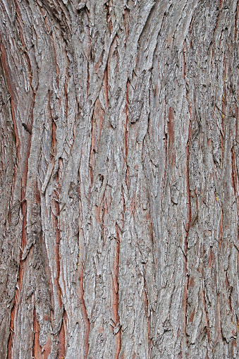 28 march 2023, Basse Yutz, Yutz, Thionville Portes de France, Moselle, Lorraine, Grand Est, France. Close-up on the bark of a thuja. The texture is coarse, with large veins. The bottom of the veins is reddish-brown in color, the ridges tend towards grey. Photo that can be used to create texture in computer graphics works.