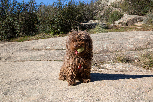 Spanish Water Dog with Ball in Pedriza National Park, Manzanares, Madrid, Spain