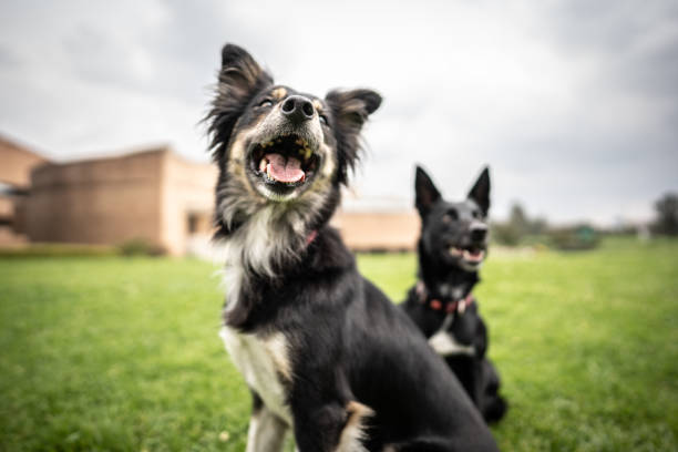 Dogs sitting on grass at public park