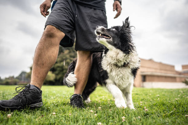 istock Animal trainer man teaching tricks for dog at public park 1481350099