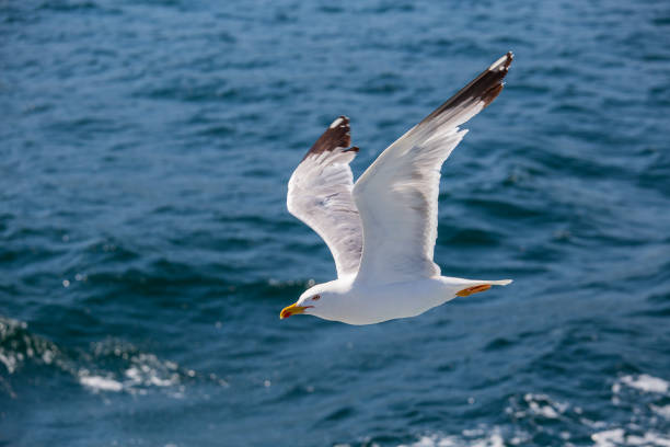 istock A lone seagull flies over sea water, closeup 1481350299