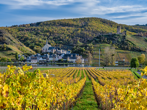 Bright color rows of vines and Beilstein village on Moselle river in Cochem-Zell district, Germany
