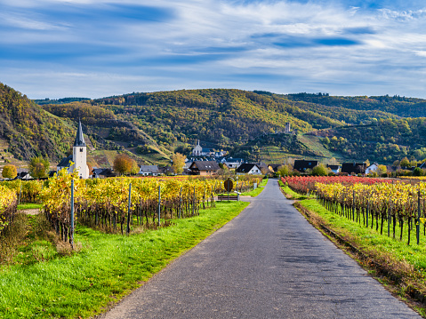 A road through bright color vineyards in Ellenz-Poltersdorf village and Beilstein village in the background in Cochem-Zell district, Germany