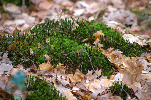Moss and leaves