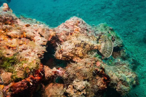 Scorpionfish (Scorpaena Scrofa), Adriatic Sea, Mediterranean Sea, Croatia