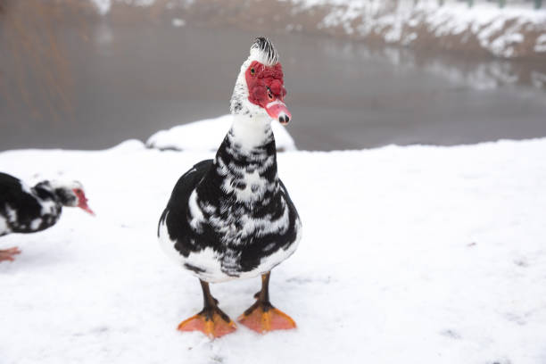 istock Muscovy duck stands 1481355524