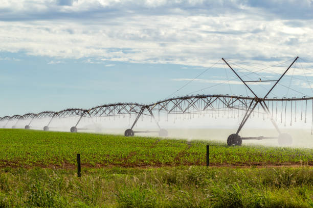 istock Machine watering a plantation on the farm. 1481355982