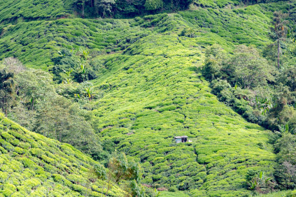istock Tea Plantation view during day time in Cameron Highland, Pahang 1481356337