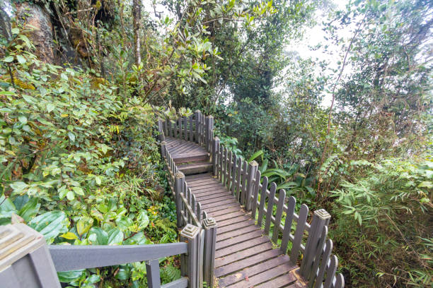istock Mossy forest view during day time in Cameron Highland, Pahang 1481356897