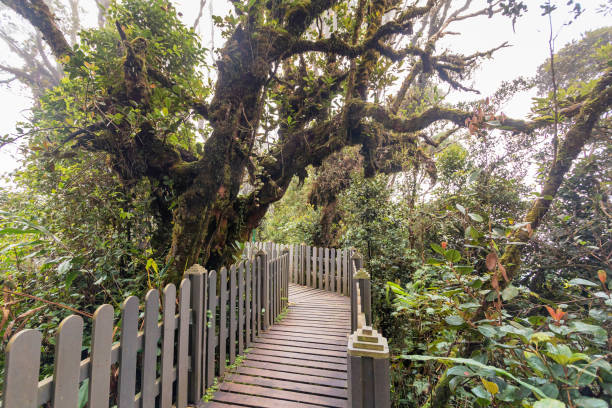 istock Mossy forest view during day time in Cameron Highland, Pahang 1481356915