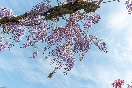 Close up of many light blue Wisteria flowers and large green leaves towards clear blue sky in a garden in a sunny spring day, beautiful outdoor floral background photographed with selective focus