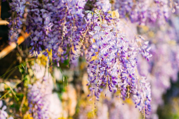 Beautiful Wisteria Sinensis Flowers
