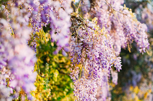 Beautiful Wisteria Sinensis Flowers