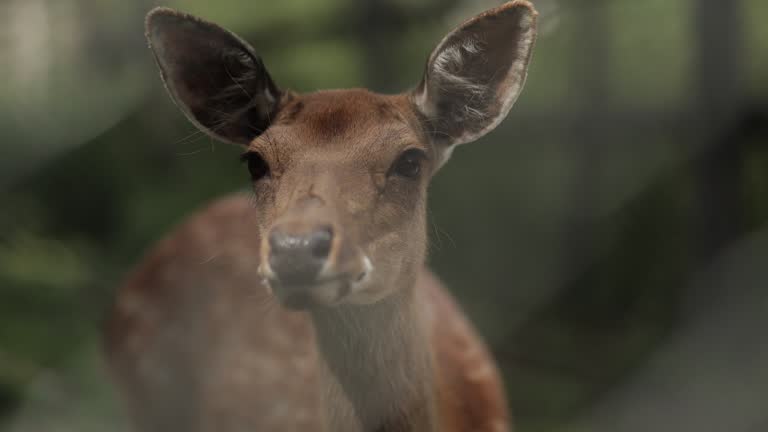 A beautiful deer is looking at the camera