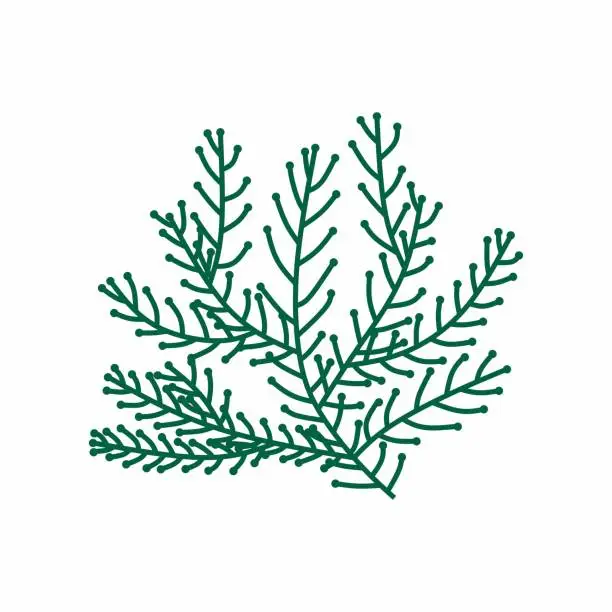 Vector illustration of Seaweed green Vector isolated on white background.