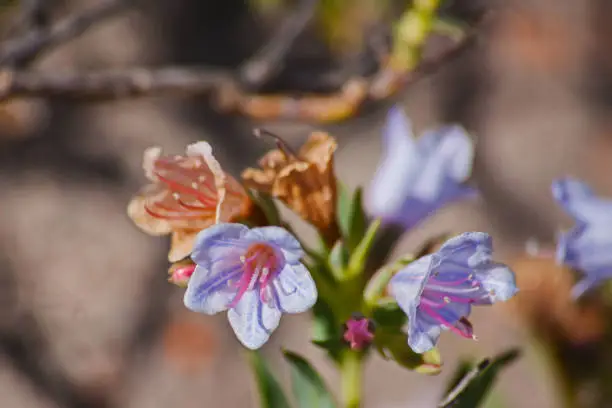 Photo of Bush pajamas (Lobostemon fruticosus) 12662