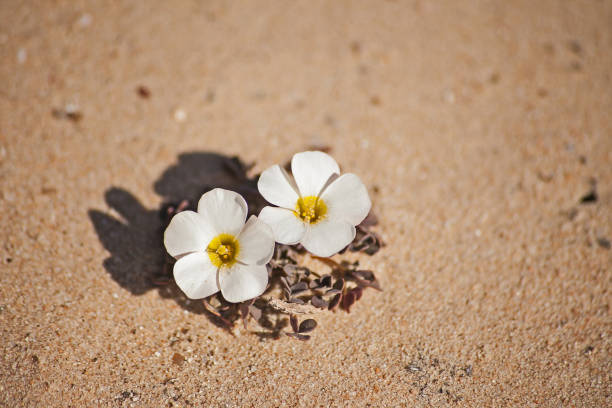 istock Wood-Sorrel (Oxalis adenodes) 11450 1481360141