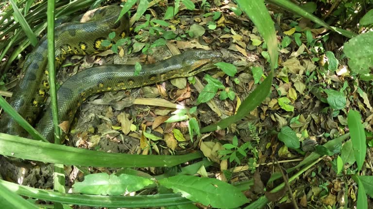 Green Anaconda female