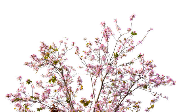 istock Pink flowers Bauhinia. Orchid tree blooming in springtime 1481361660