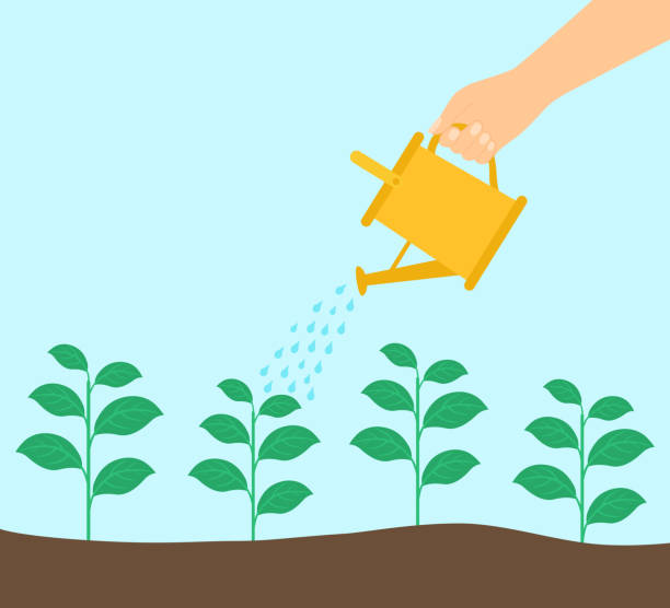 istock Hand Holding A Watering Can And Watering The Plants In The Ground 1481362127