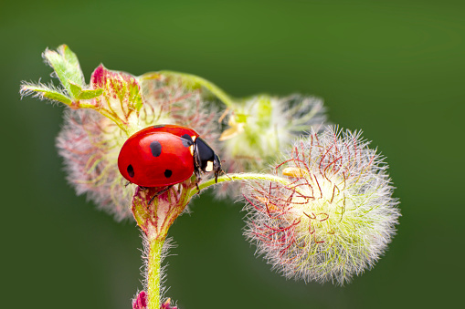 Macro shots, Beautiful nature scene.  Beautiful ladybug on leaf defocused background