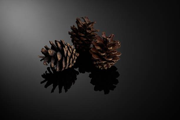 istock Close-up of three brown pine cones resting on a black reflective background. 1481365082