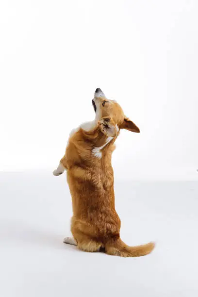 Photo of Adorable cute Welsh Corgi Pembroke stands on its hind legs on white studio background. Most popular breed of Dog