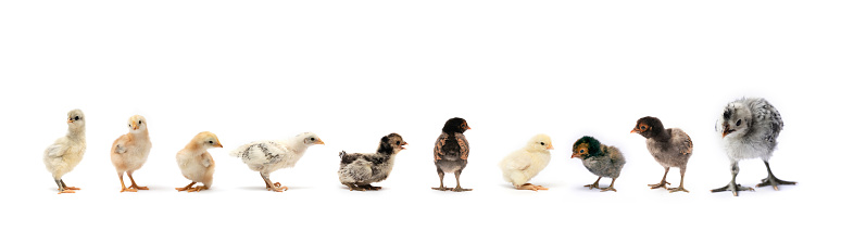 Various breeds of newborn chicken are in a row on white background in a studio.