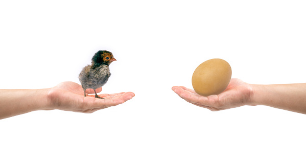 Little black chick and a chicken egg on humans hands image on a white background in a studio.