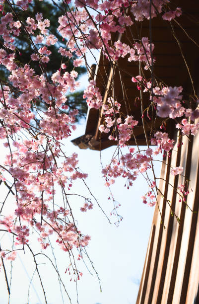 istock Arima Onsen area views  with sakura blossoms in spring. 1481366251